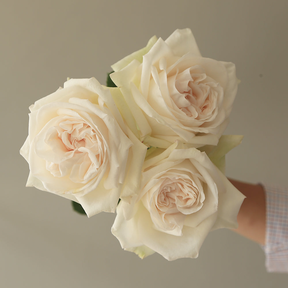 Unveiling The Elegance of Roses Anatomy – Rosaholics