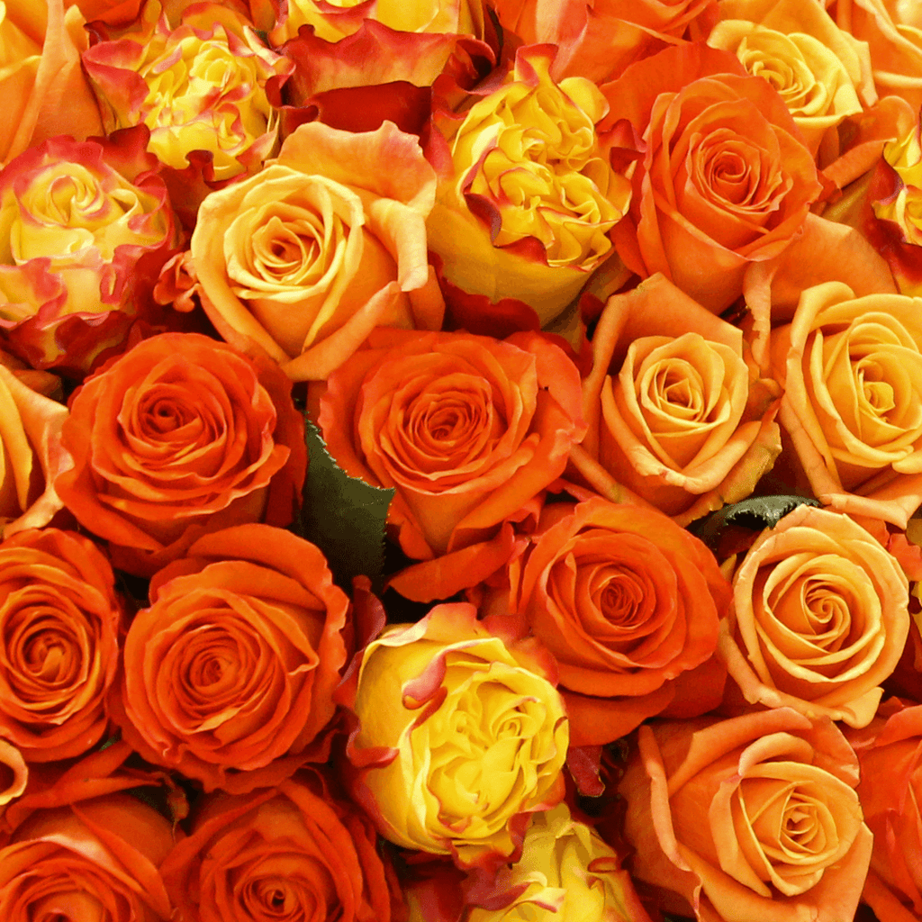 Close-up of Orange Explosion - Rose bouquet