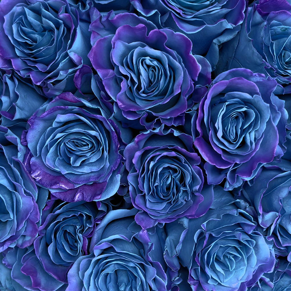 Daark Blue Roses Send Blue Roses Online | Blue Roses Delivery — Rosaholics