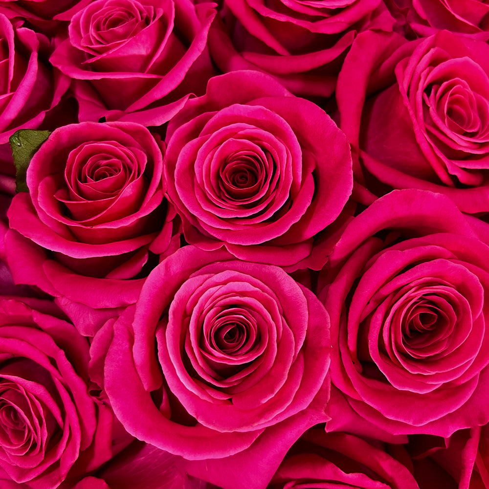 Pink And Pay Roses Pink Floyd Roses: Elegant Ideas for Floral Decor – Rosaholics