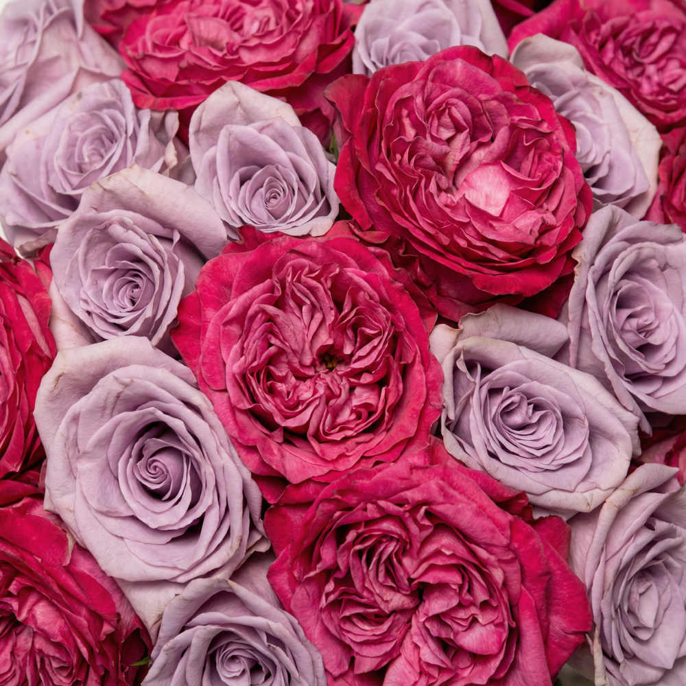 Deep Prrple Roses Deep Purple and Pink Roses Bouquet – Rosaholics