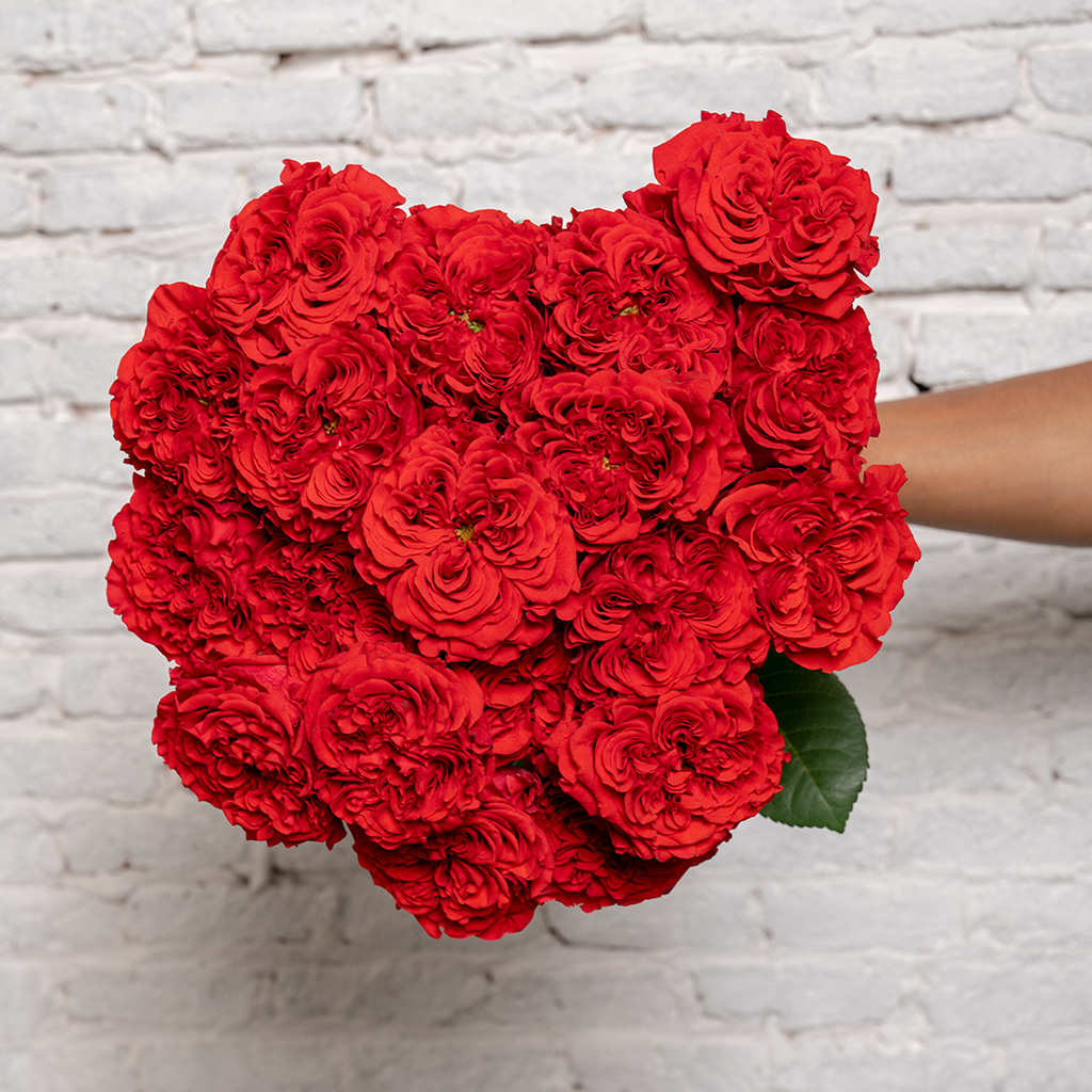 Ruby Red Roses Image Ruby Imperial Roses – Elegant Red Roses for Any Occasion – Rosaholics