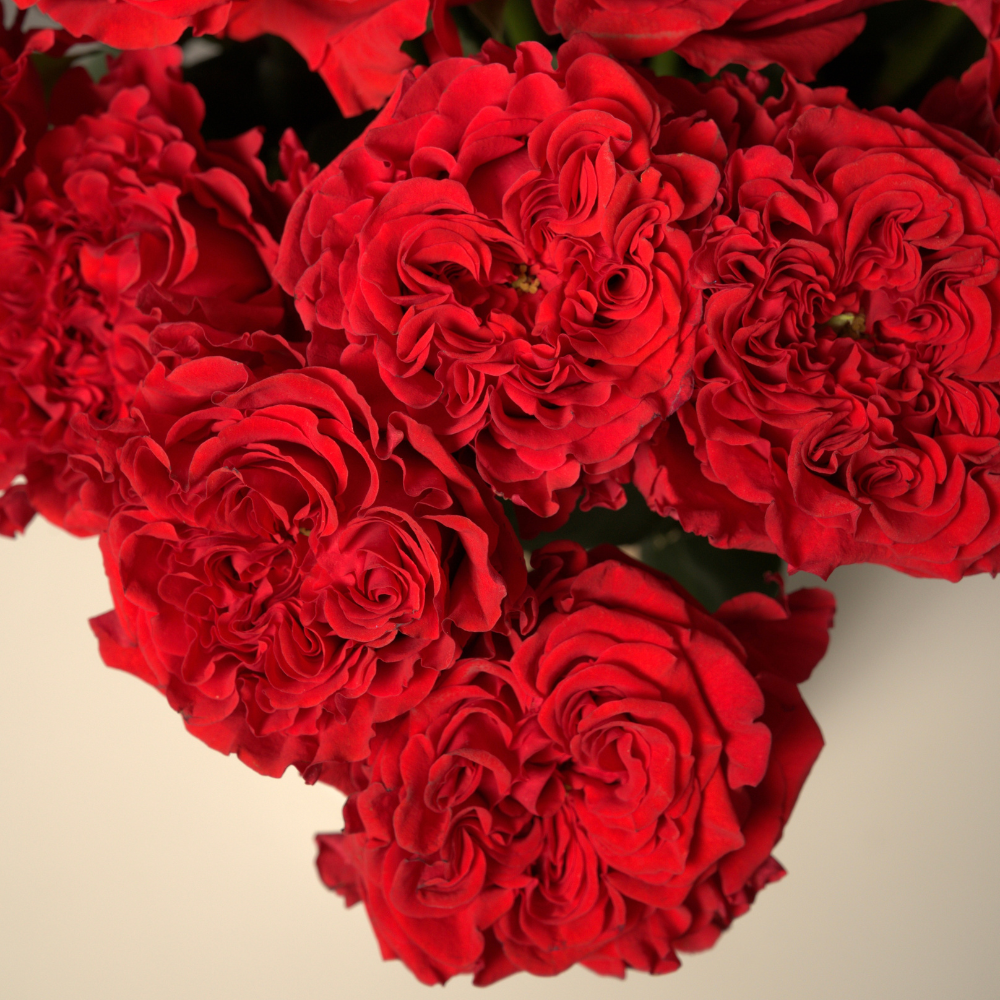 Ruby Imperial Roses – Elegant Red Roses for Any Occasion – Rosaholics