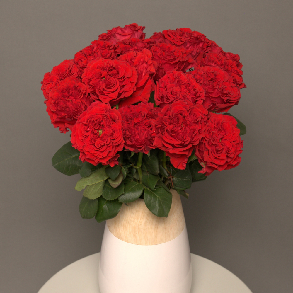 Ruby Imperial Roses – Elegant Red Roses for Any Occasion – Rosaholics