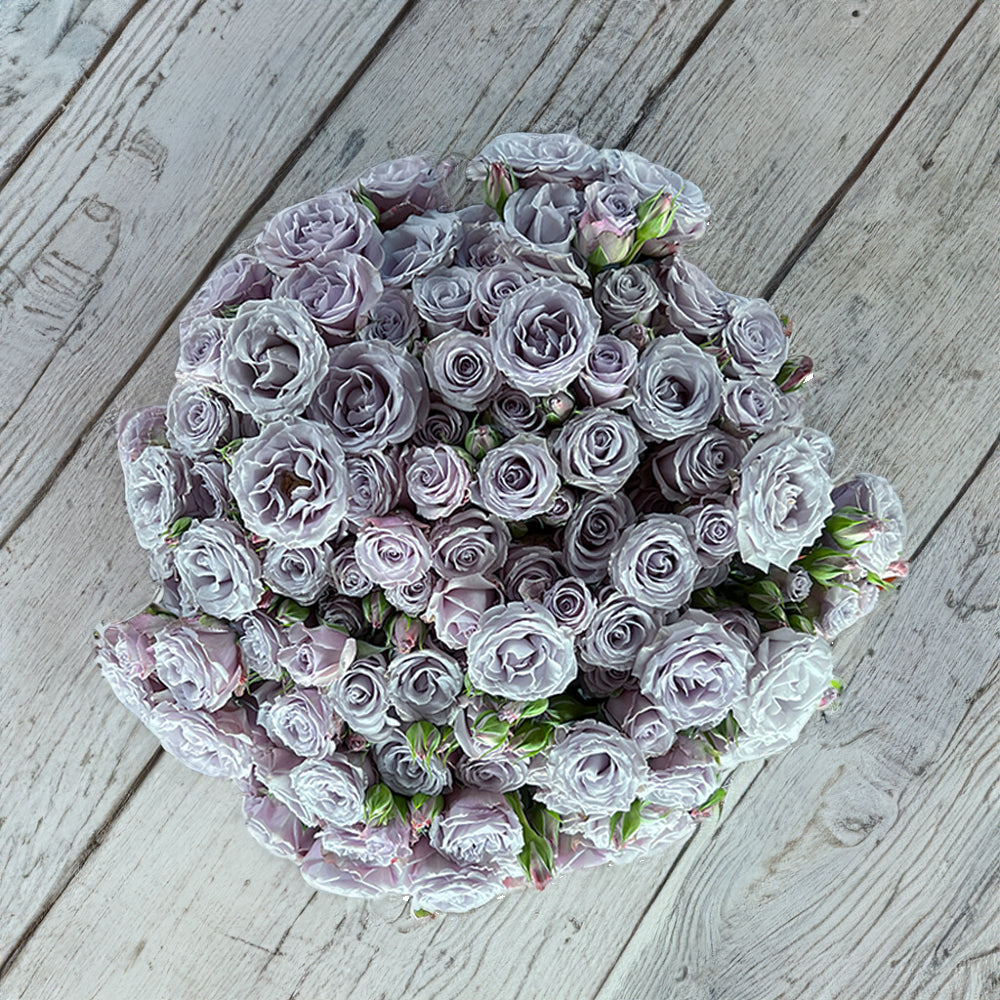 Silver Mikado Rose: Elegant roses for you – Rosaholics