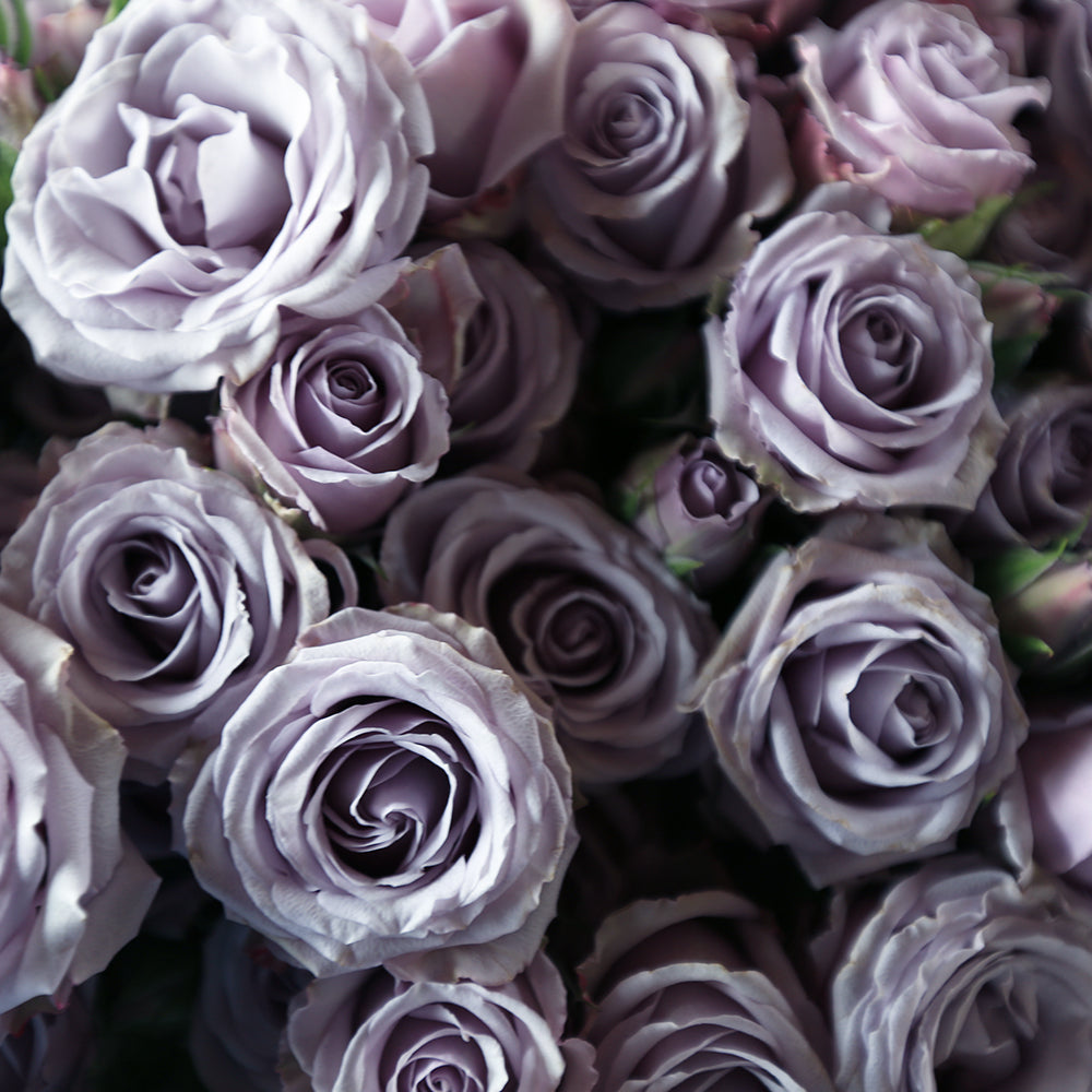 Silver Mikado Rose: Elegant roses for you – Rosaholics