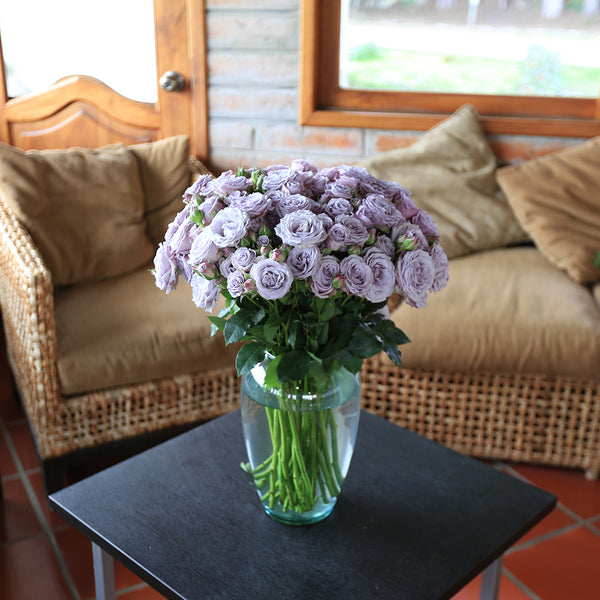 Silver Mikado Rose: Elegant roses for you – Rosaholics