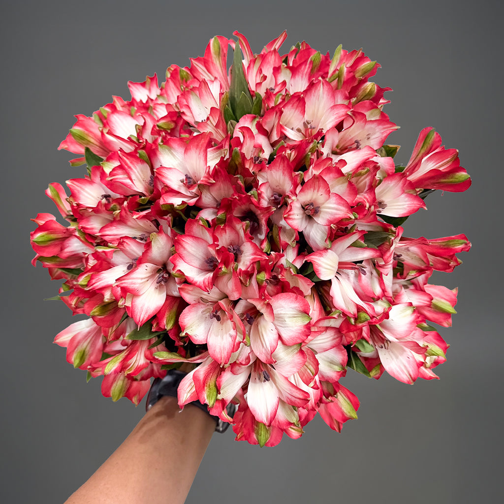 Thorniest Roses Roses: Thorns and Prickles Explained – Rosaholics