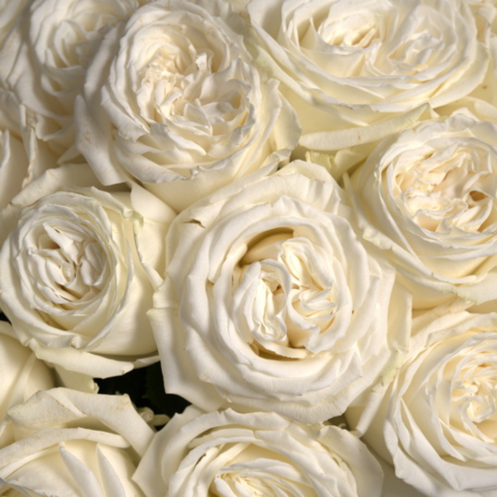 What do White Roses Mean in a Relationship? - Rosaholics