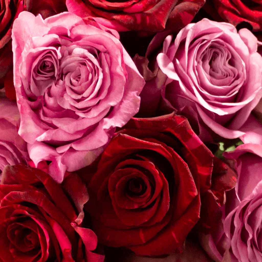 Close-up of Pink and Red Roses Bouquet: Velvet Passion by Rosaholics