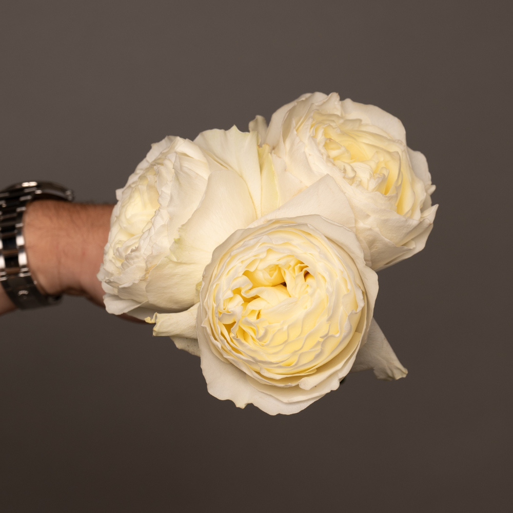 Beautiful and delicate bouquet of Windsor Bloom – Rosaholics