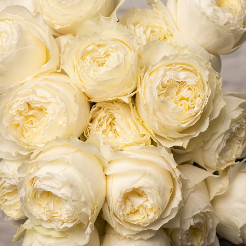 Beautiful and delicate bouquet of Windsor Bloom – Rosaholics