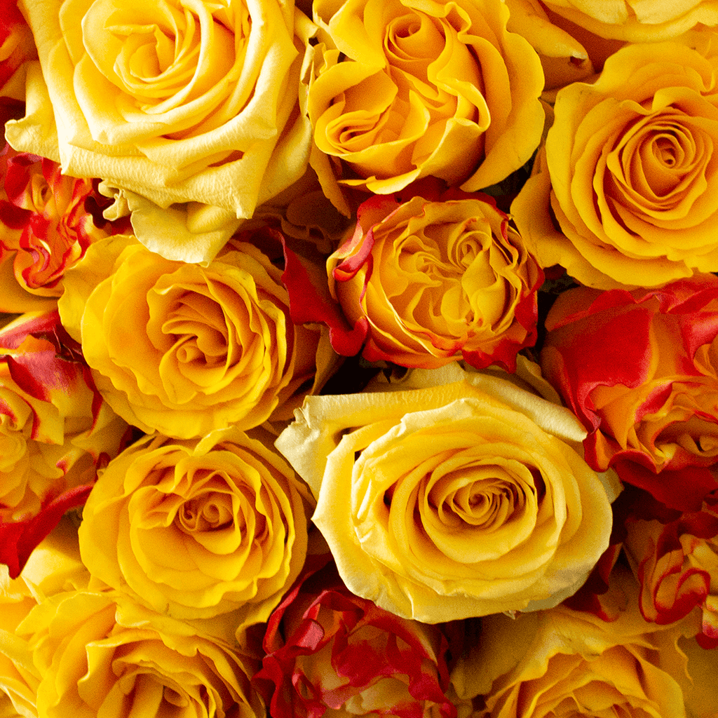 Blood Yellow Roses Yellow Roses Bouquets | Yellow Roses Delivery – Rosaholics