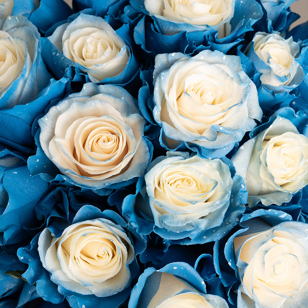 close up to sky blue, white centered roses