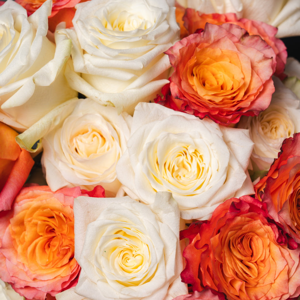 What do White Roses Mean in a Relationship? - Rosaholics