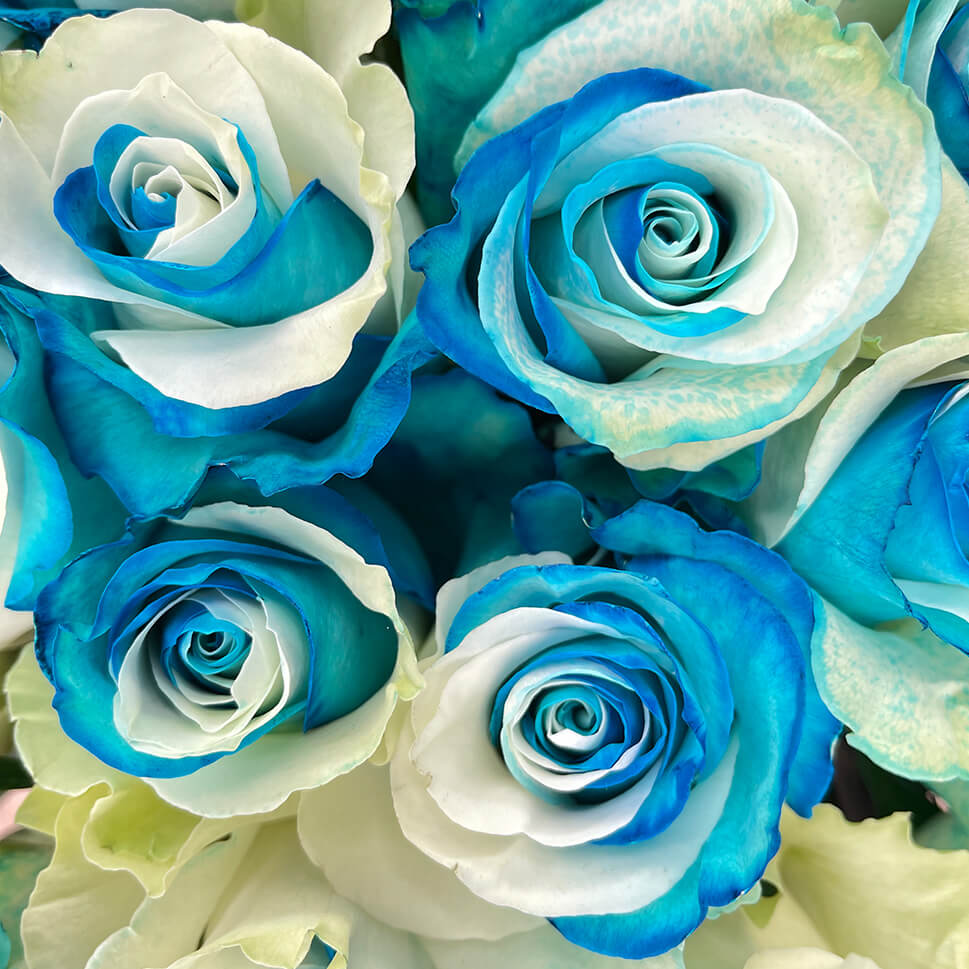 Close-up of Blue and White Roses - Azure Rose Bouquet by Rosaholics