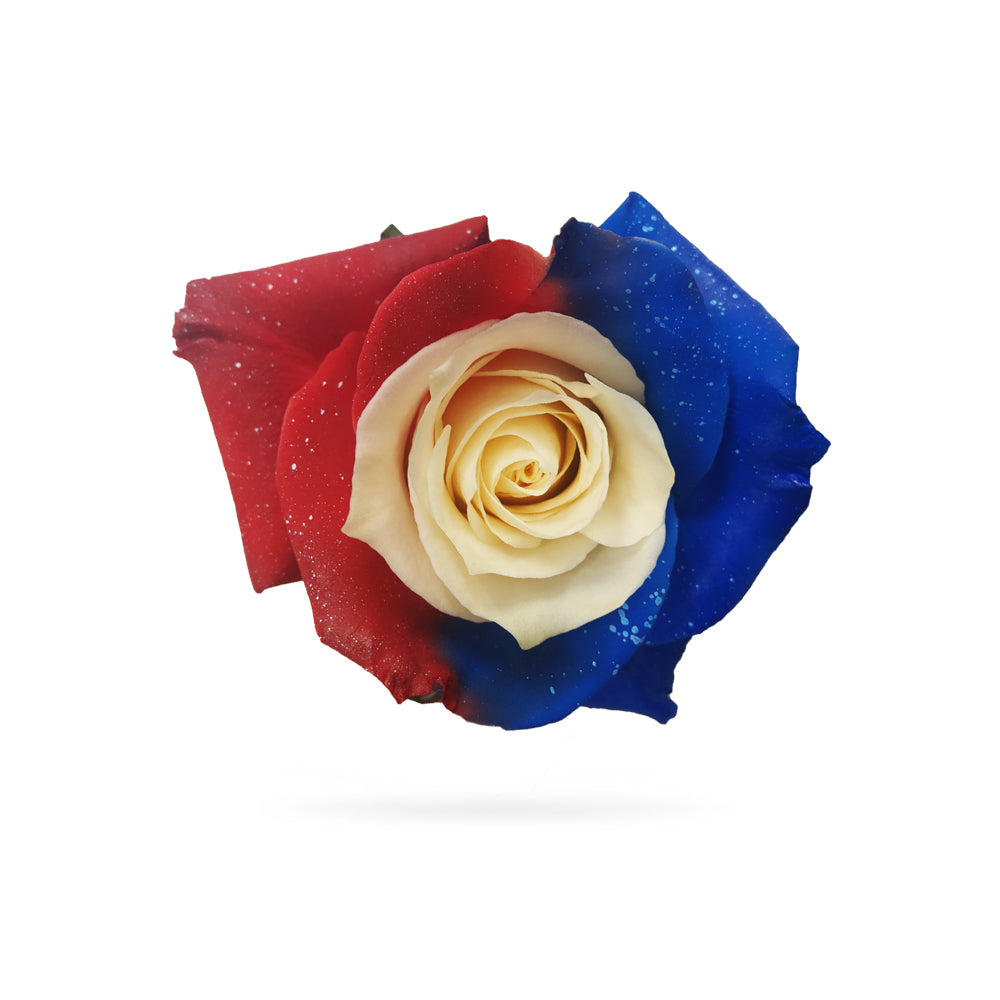 single rose of red, white and blue colors