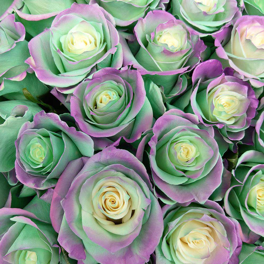 Two Green Roses Green And Purple Rose