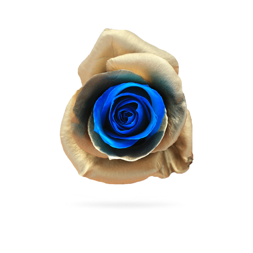 gold rose with a blue hue in the center