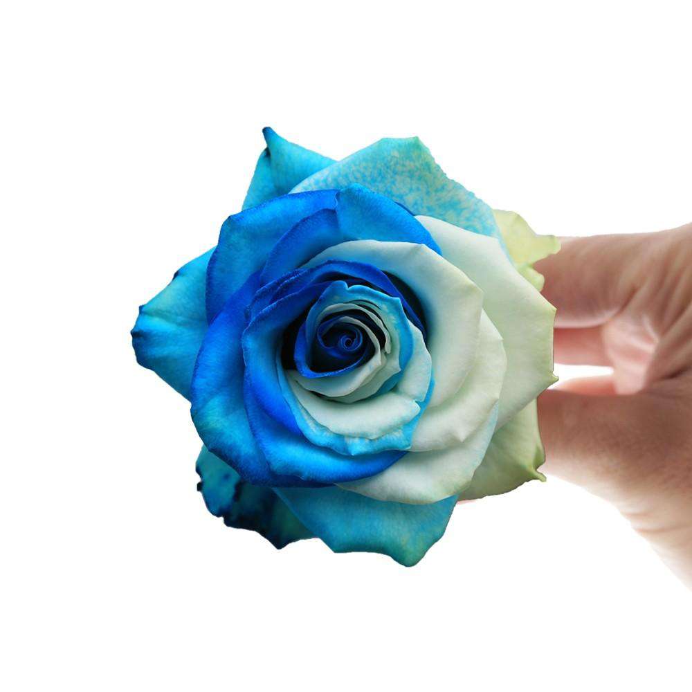 Azure Rose Bouquet - Rosaholics