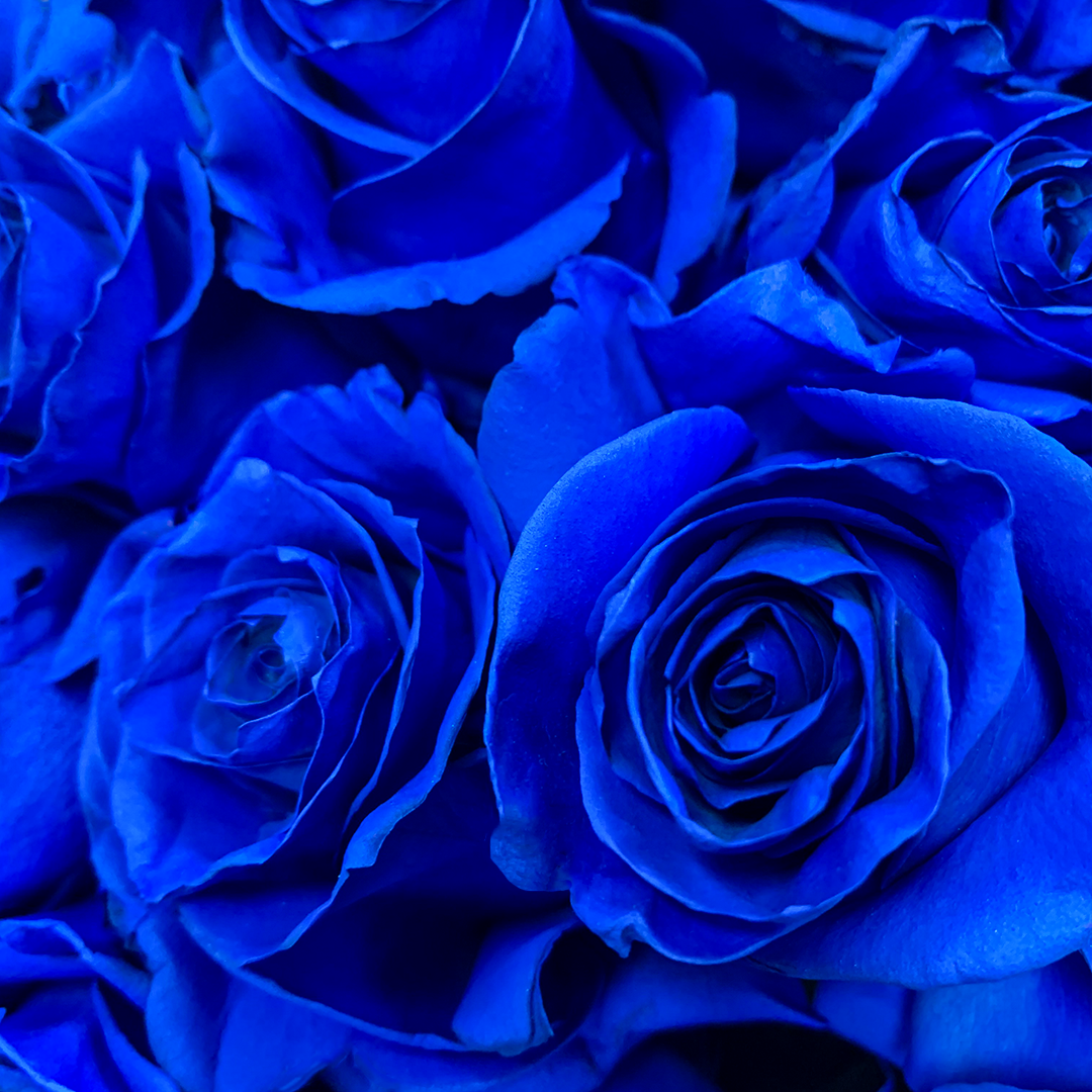 Bright Blue Roses Bouquet Delivery | Rosaholics