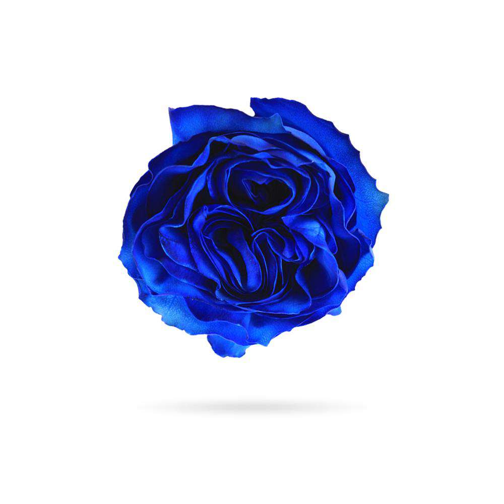 BLUE Rose - Rosaholics