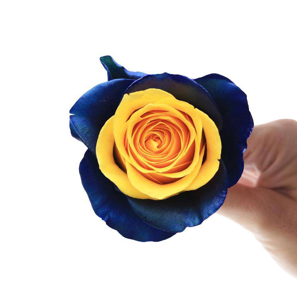 Blue Coast Rose Bouquet - Rosaholics