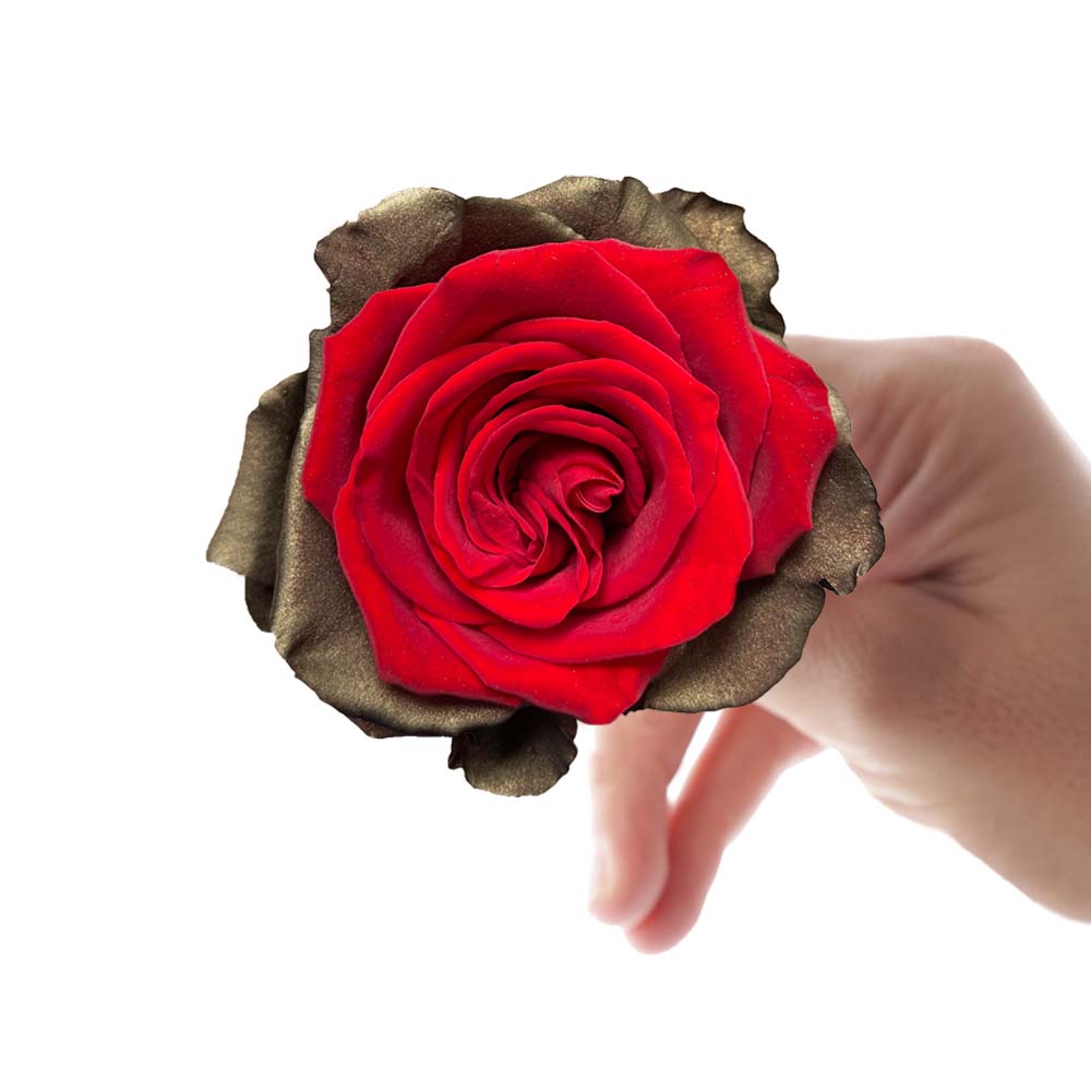 hybrid red roses with gold outer petals