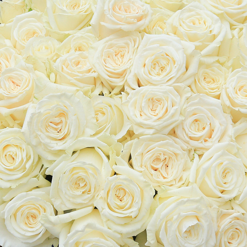 Close-up of Casablanca - Creamy White Rose Bouquet by Rosaholics