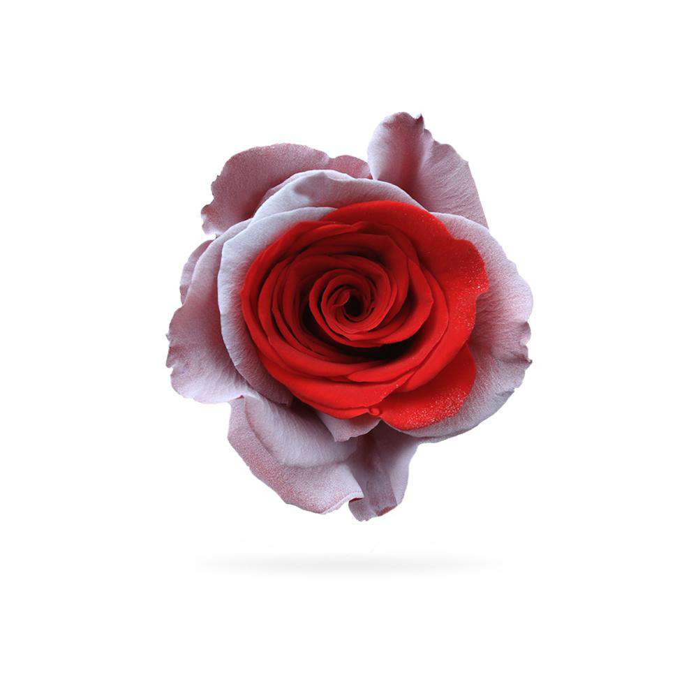 Cupid Rose | Send Customized Roses | Delivery Nationwide | Rosaholics