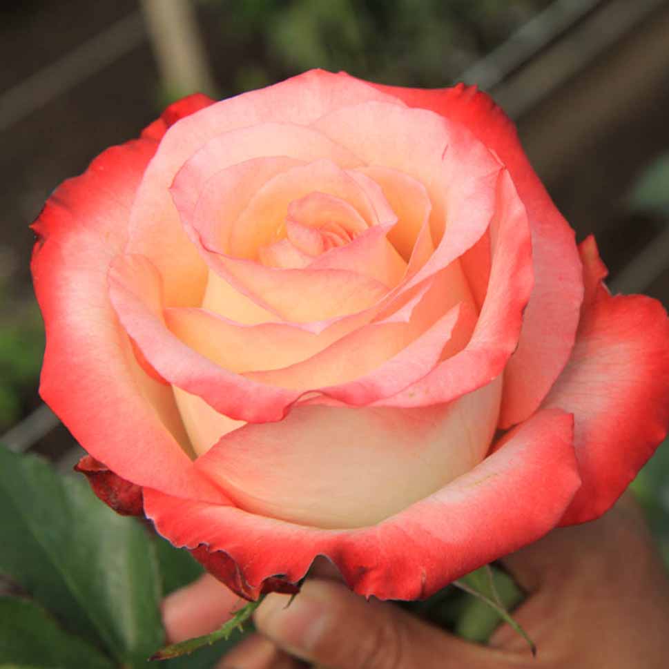 Bi-Color Orange Roses from Cabarett Bouquet 