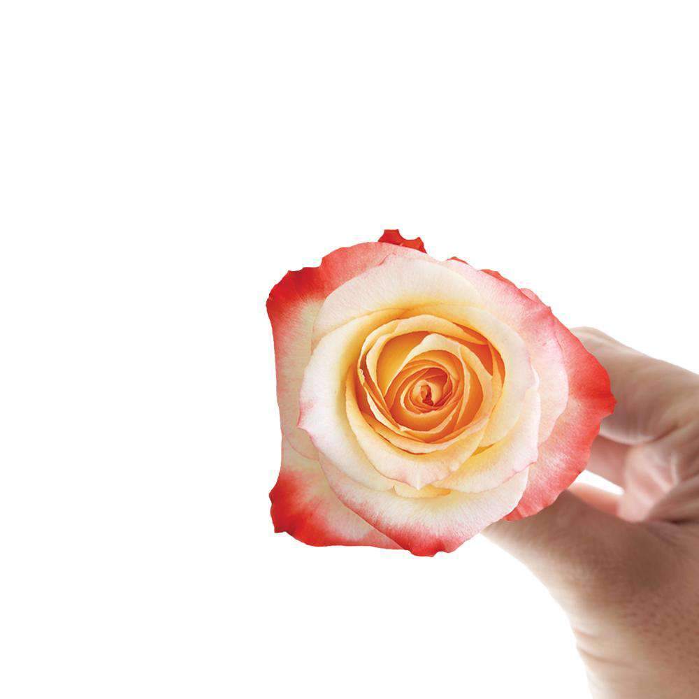 Bi-Color Orange Rose