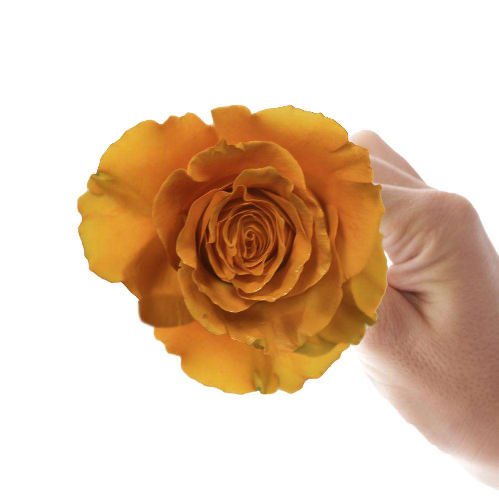 Cafecito Rose - Rosaholics