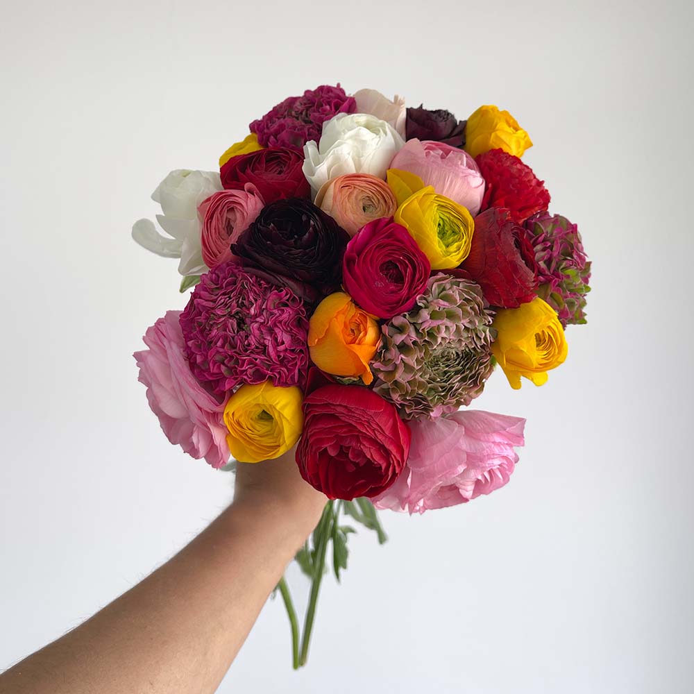 Campanita - Bouquet of Ranunculus flowers in a hand