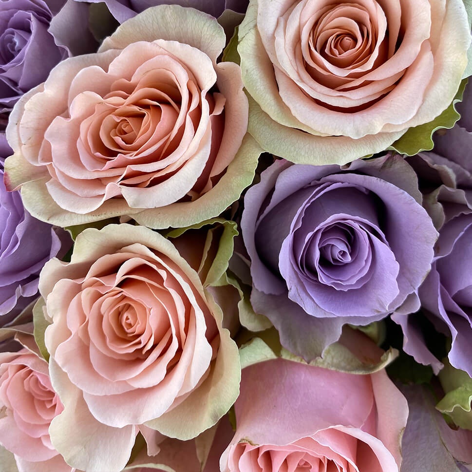 Close-up of Lavender and Peach Roses – Chachachá Bouquet by Rosaholics