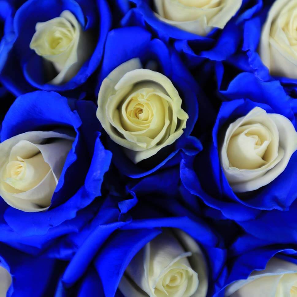 Close-up of Chelsea Bouquet - Blue and White Roses