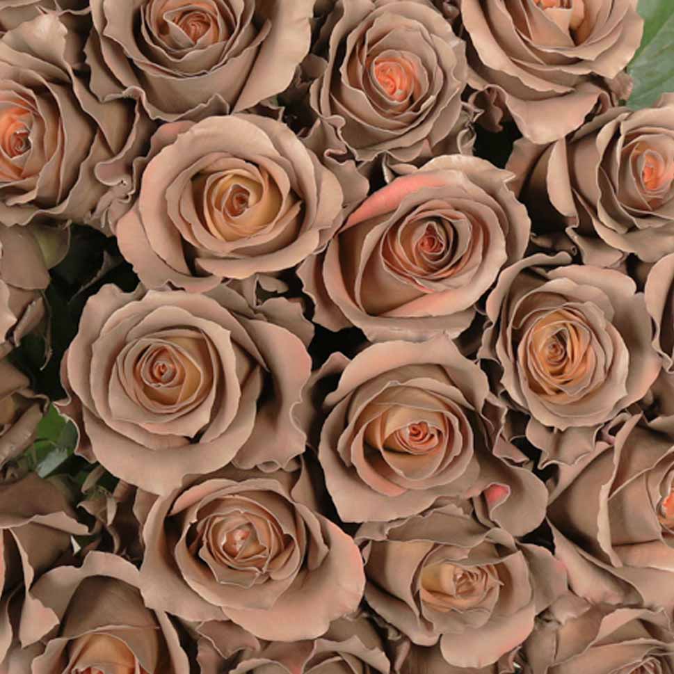 Sand Color Fresh Roses Chocolate Colored Roses