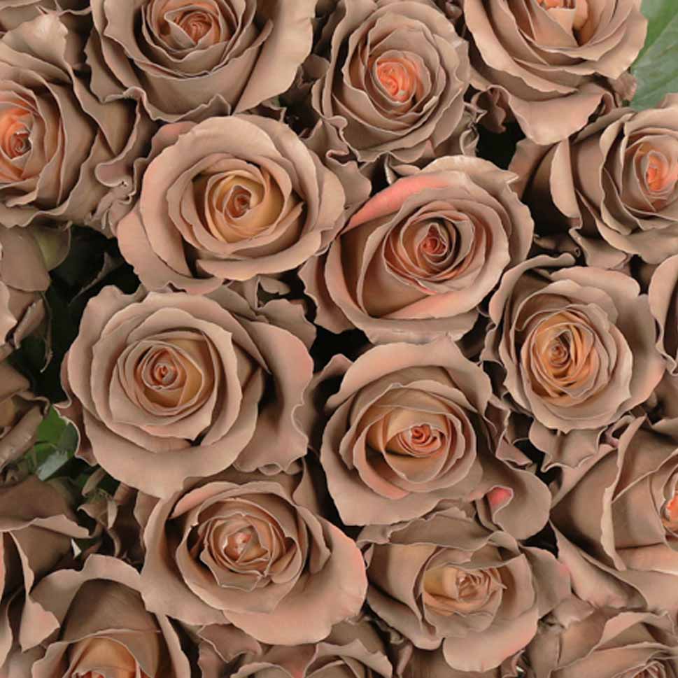 Close-up of Chenoa - Brown Roses Bouquet