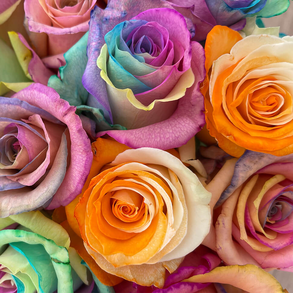 Coloured Roses Real Rainbow Colored Roses Rainbow Rose Flowers On Color Background Stock