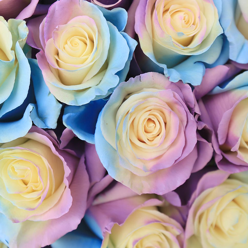 Close-up of Cotton Cloud Rose Bouquet by Rosaholics
