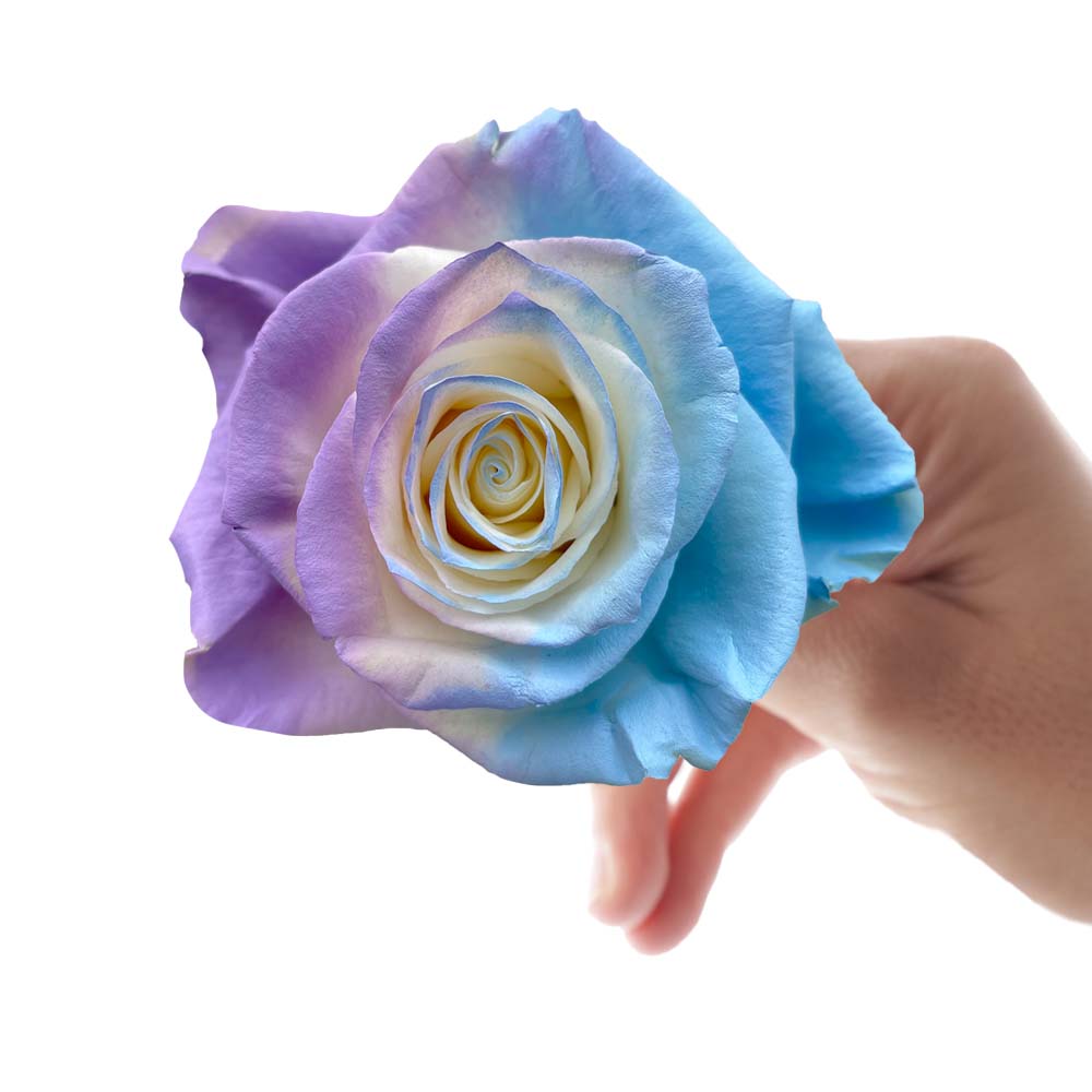 Creamy White, Purple, Blue Colored Rose