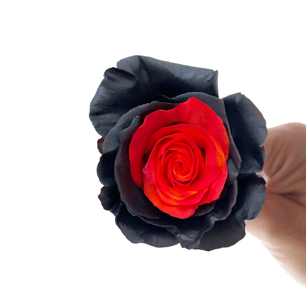  black rose with captivating red center