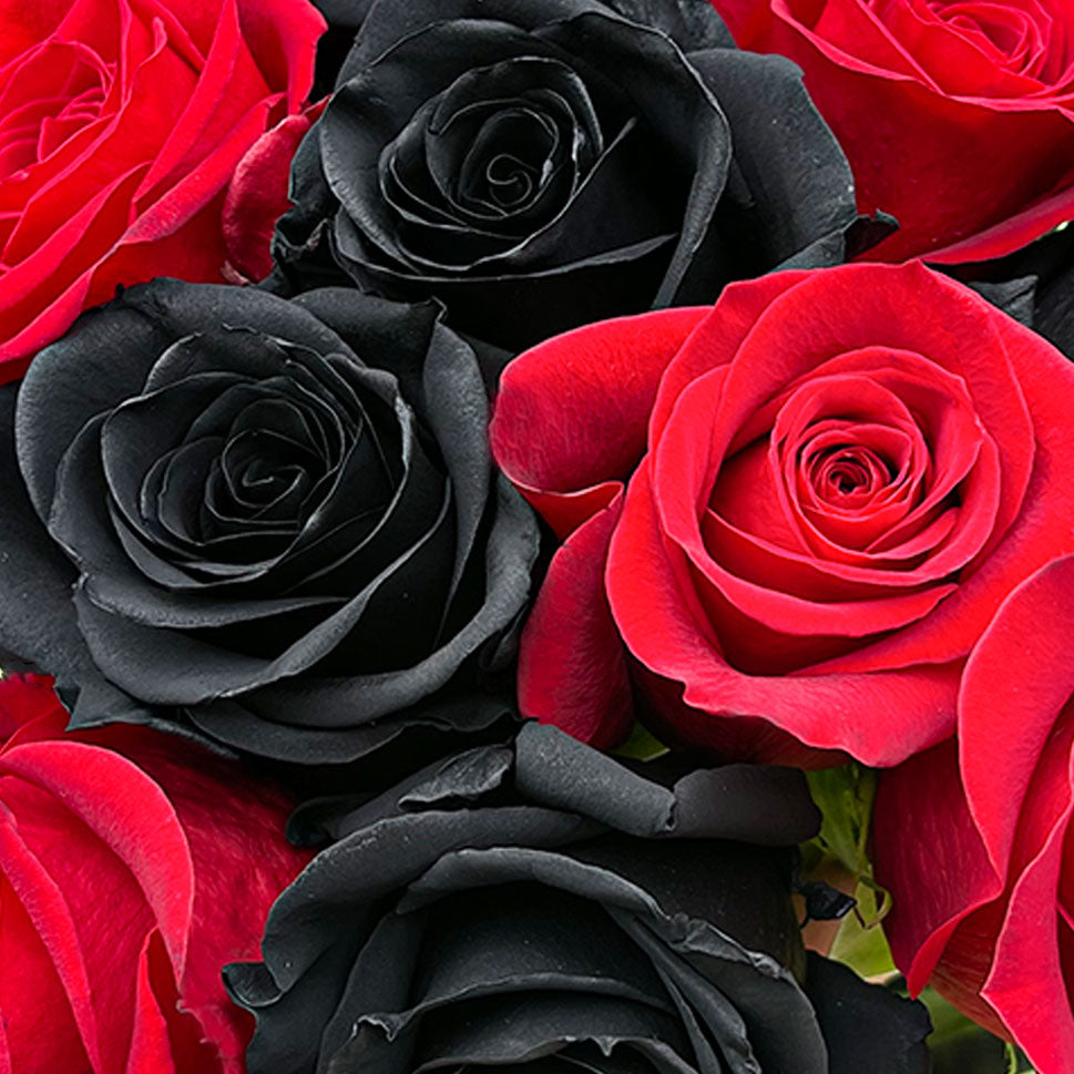 Rdark Red Roses Real Black And Red Roses