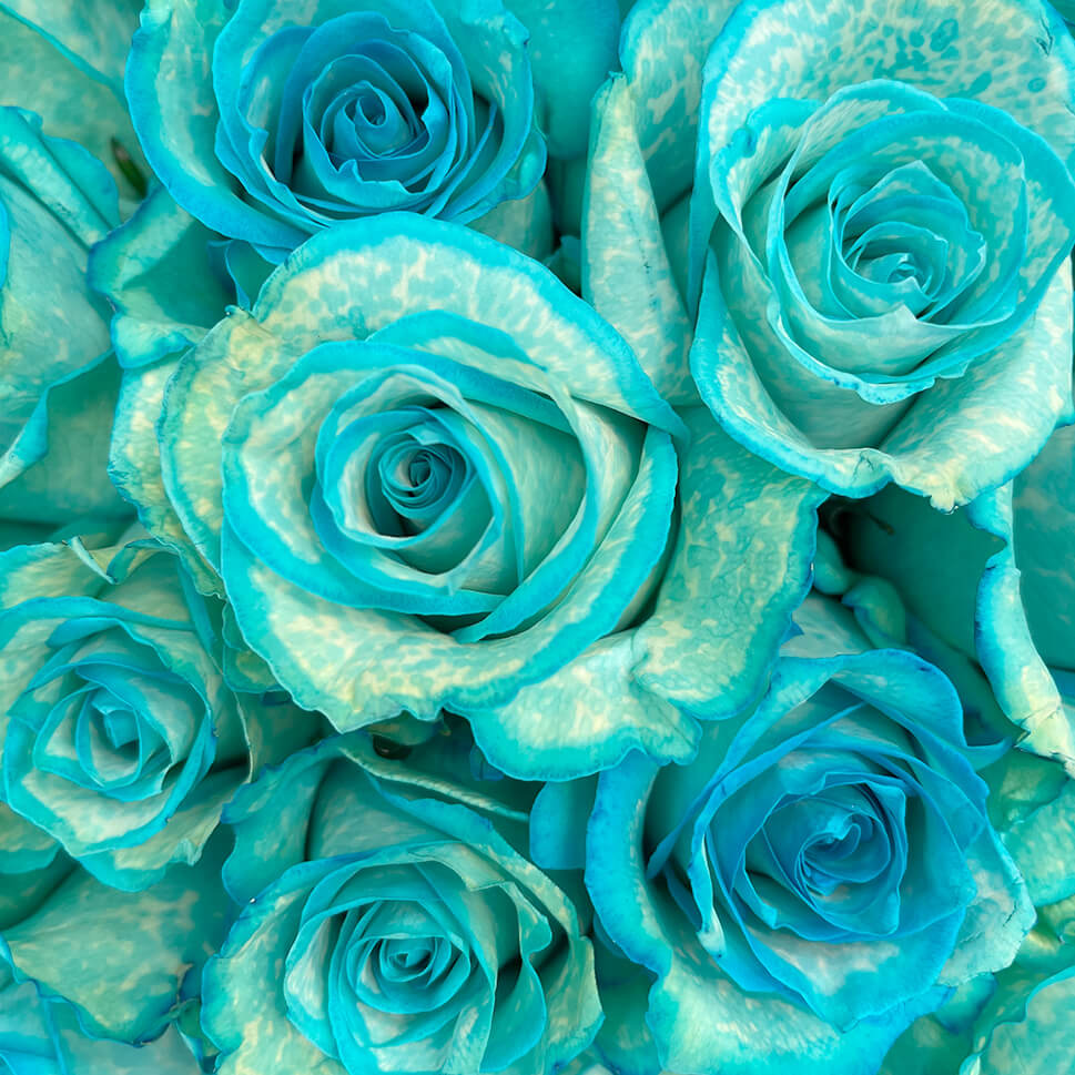 Close-up of Dry Snow aquamarine roses bouquet by Rosaholics
