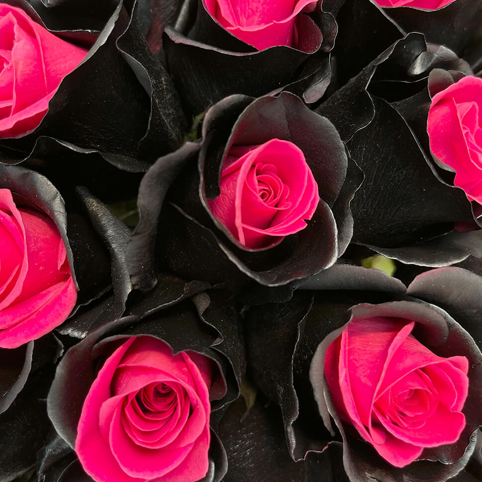 Edgy Roses Rare, Exotic & Unique Roses Collection - Rosaholics