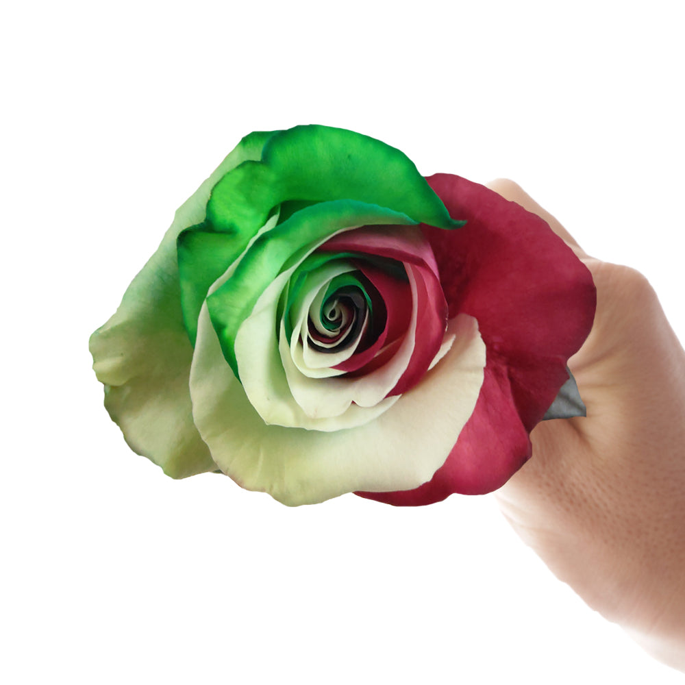 Single rose from Eve bouquet
