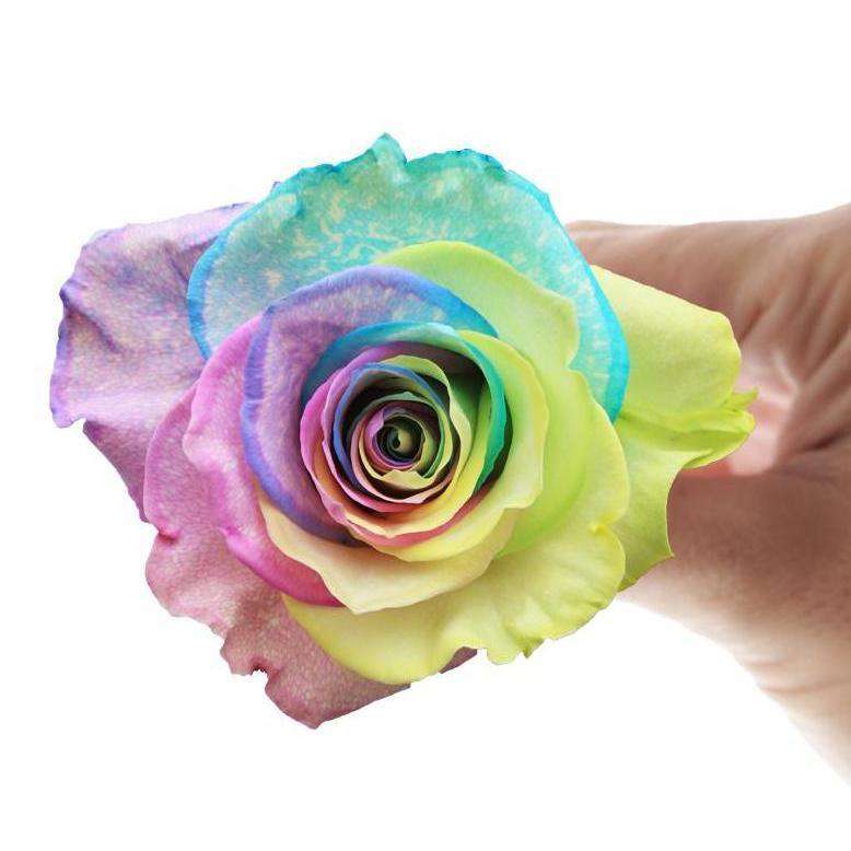 TIE DYE Rose - Rosaholics