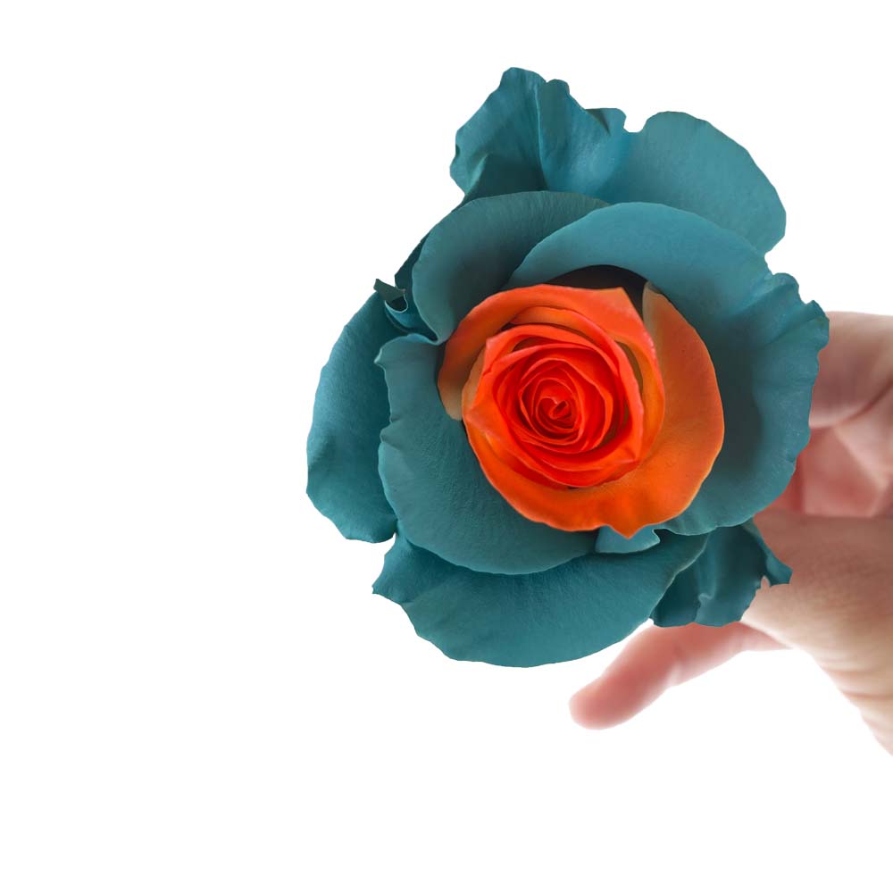 blue rose with vibrant orange center