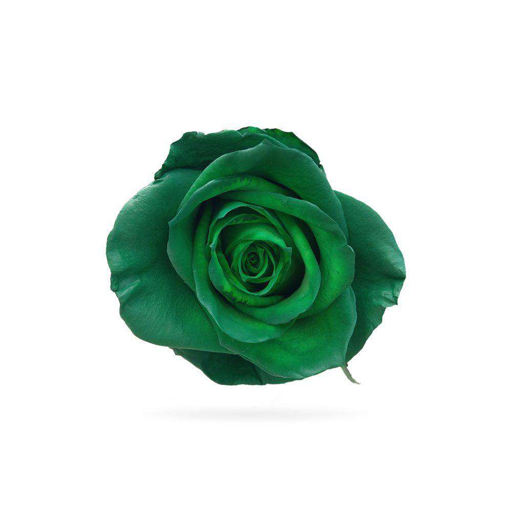 GREENLAND - Rosaholics