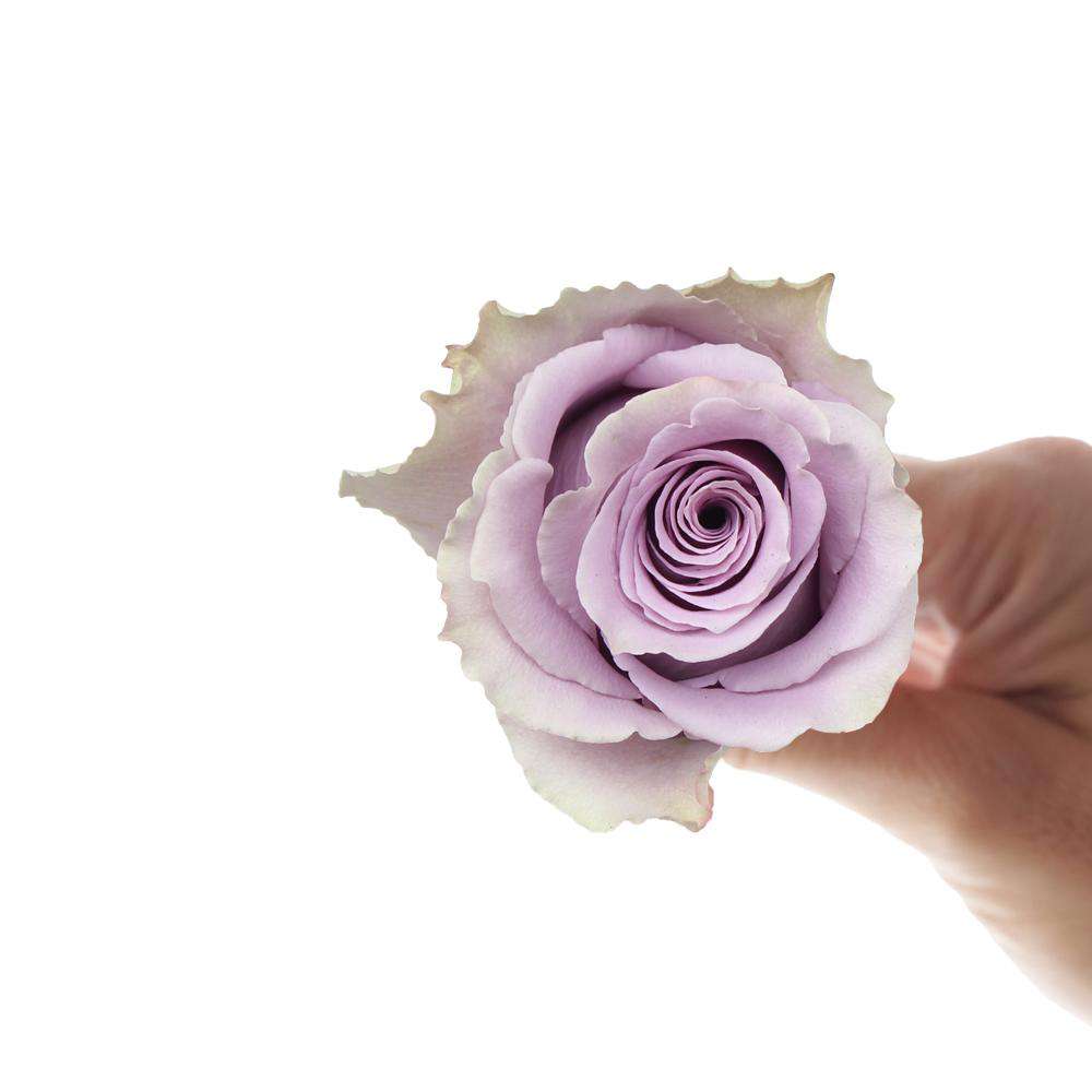 Single lavender rose from Grey Knights bouquet